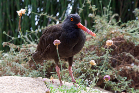 One Black Oystercatcher standing on a sandy hill with flowers and shrubbery around.