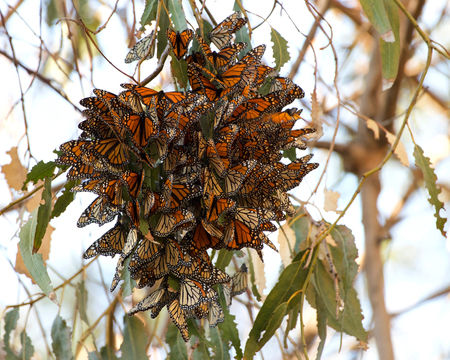 Monarch Butterflies in a Eucalyptus tree, clustering together to keep warm as the temps drop in...