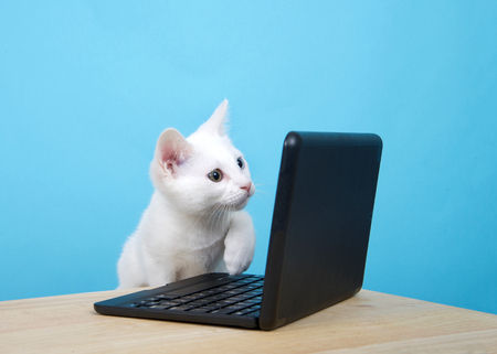 Portrait of one cute white kitten with heterochromia, or odd-eyes, looking intently at screen on miniature laptop one paw curled up ready to point. Wood table, powder blue background with copy spaceの写真素材
