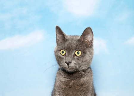 Portrait of a surprised gray kitten looking to viewers left. Blue background sky with clouds.の写真素材