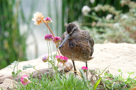 One Dowitcher bird standing on a sandy hill with flowers and shrubbery around it.の写真素材