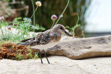 Least Sandpiper on a sandy beach with driftwood, flowers and shrubbery in the backgroundの写真素材