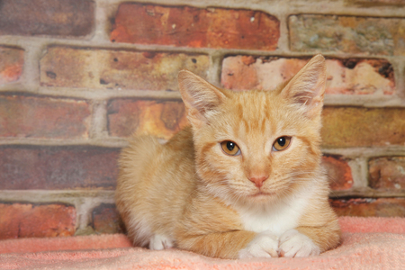 Portrait of one orange and white stripped ginger tabby kitten looking directly at viewer with a pensive expression, paws together. Laying on a tangerine orange blanket brick wall backgroundの写真素材