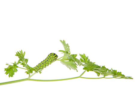 one Black Swallowtail caterpillar,  Papilio polyxenes,  climbing up parsley plant looking for food. Isolated on white background.の写真素材