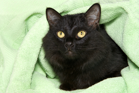 Portrait of a nervous black cat with yellow eyes peeking out from a mint green blanket.の写真素材