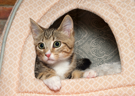 Portrait of one wide eyed brown, black and white stripped tabby kitten peaking out of a kitty bed, pupils dilated.の写真素材