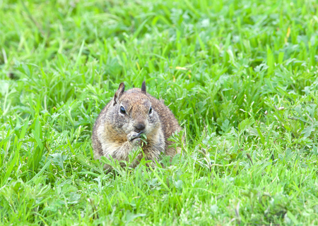 ground squirrel eating fresh green grass abundant after recent rains. The ground squirrel is known...