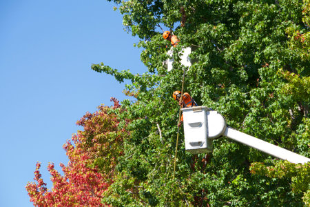 Alameda, CA - September 20, 2018: City workers in a lift to thin the liquid amber trees on...