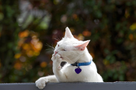 White cat wearing a blue collar with purple blank name tag cleaning her paw, claws showing. Trees in background out of focus.のeditorial素材