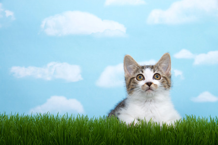brown and white tabby kitten laying in green grass looking above viewer, with blue sky background white fluffy clouds. Copy spaceの写真素材