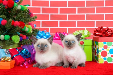 Two Siamese kittens siblings, one laying one sitting on red fur carpet by christmas tree, decorated with yarn balls and lights, with presents around them, brick wall backgroundの写真素材