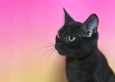 Portrait of a black domestic short hair kitten with yellow green eyes isolated on a mottled pink and yellow background, cat looking to viewers leftの写真素材