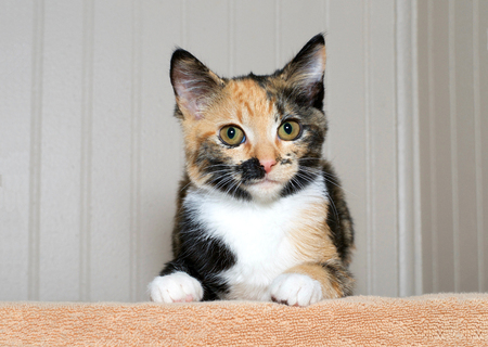 Calico tortie tabby kitten on an orange blanket looking directly at viewer with curious yellow green brown eyes. Copy spaceの写真素材