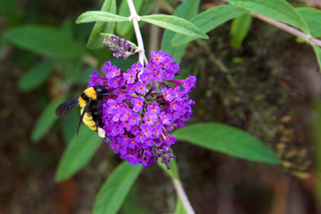 A bumblebee, or bumble bee, collecting pollen from purple cluster Buddleja davidii flowers, or...