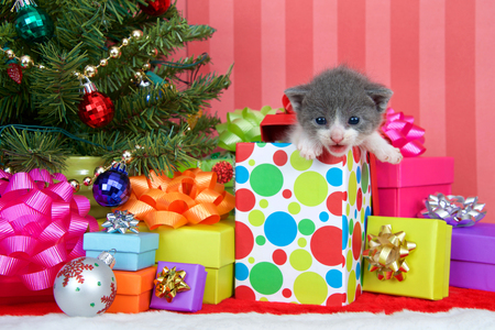 Adorable gray and white tabby kitten three weeks old climbing out of a festive Christmas present with piles of colorful boxes under a tree with ribbons and bows.の写真素材