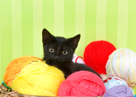Close up of Fuzzy black kitten enjoying a comfortable spot in a crochet basket full of yarn balls. Green striped background. Copy Spaceの写真素材