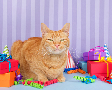Orange ginger tabby cat on light blue surface with purple stripped background piles of presents, party hats and curling ribbon.の写真素材
