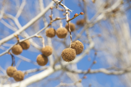 Seed pods for sycamore tree hanging from branch with blue sky background. Platanus occidentalis, also known as American sycamore, American planetree, occidental plane, and buttonwoodの写真素材