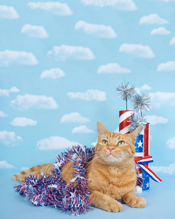 Ginger tabby cat laying down on a blue surface with lighter blue background with clouds, wrapped in 4th of July red white and blue tinsel with pseudo fire crackers stars and stripes behind himの写真素材