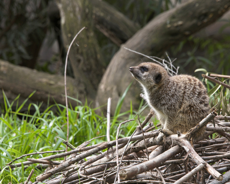 Side view of single meerkat crouched down on a pile of branches, looking for predators in the distance.の写真素材