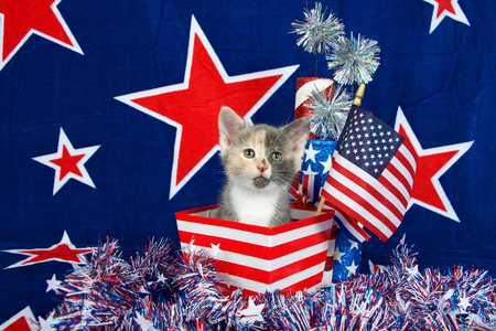 Patriotic calico kitten, blue background with red stars outlined in white, American flag kitten sitting in red and white stripped box tinsel with white stars on table in front of her.の写真素材