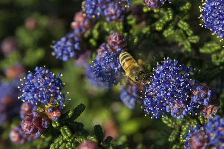A honey bee, or honeybee, busy collecting pollen in its leg sacs from purple Ceanothus Blue Jeans,...