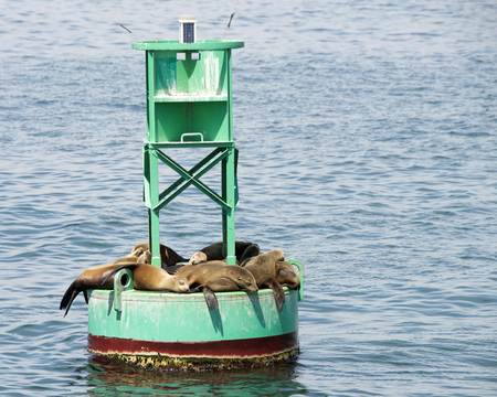 Sea Lion pups and yearlings resting on a green bouy off shore while the adults are fishing near by.の写真素材