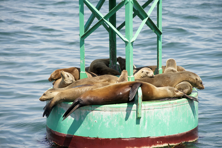 Sea Lion pups and yearlings resting on a green bouy off shore while the adults are fishing near by.の写真素材