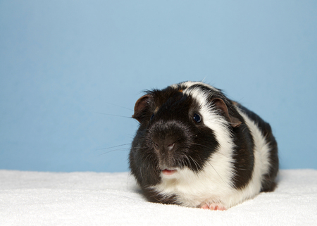 Portrait of a black and white colored guinea pig. In Western society, the domestic guinea pig has enjoyed widespread popularity as a household pet, a type of pocket petの写真素材