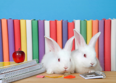Two adorable white albino baby bunny rabbits sitting at a wood desk with spiral bound notebooks, math supplies and a tiny red apple, colorful story books behind with blue wall.の写真素材