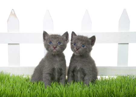 Two adorable grey tabby kitten sitting in green grass in front of a white picket fence isolated on white background. Kittens looking slightly to viewers left and up.の写真素材