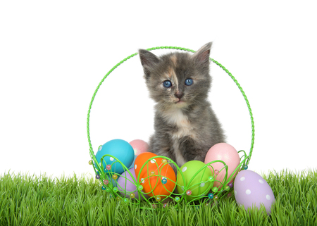 Adorable diluted tortie kitten with bright blue eyes sitting in wire easter basket full of colorful eggs on green grass isolated on white background.の写真素材