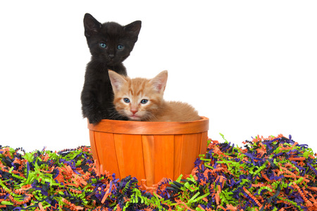 Adorable black kitten with bright blue green eyes and orange ginger tabby sitting in an orange basket in confetti Halloween colors isolated on white.の写真素材