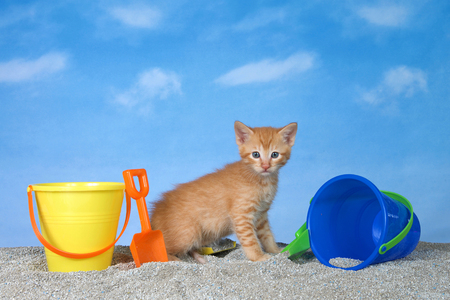 adorable orange ginger tabby kitten on litter sand beach looking directly at viewer, bright buckets with shovels, blue background sky with clouds.の写真素材