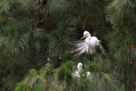one adult Great Egret, also know as the common egret, perched in a Ponderosa Pine tree, preening. Three chicks in nest in front of it.の写真素材