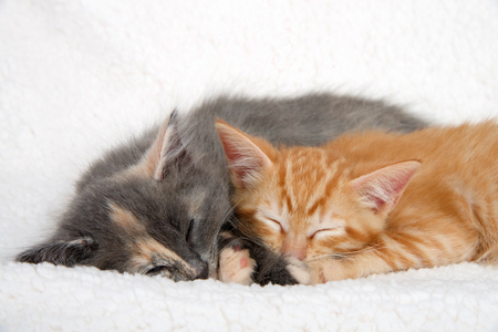 Close up diluted calico kitten and orange ginger tabby kitten sleeping on sheepskin blanket snuggled up together.の写真素材