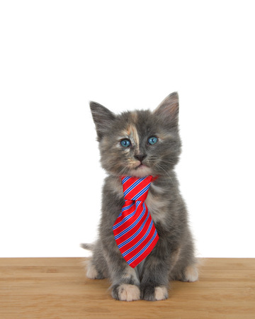 Portrait of an adorable diluted calico kitten sitting on a wood floor wearing a red and blue striped tie looking directly at viewer. Animal anticsの写真素材