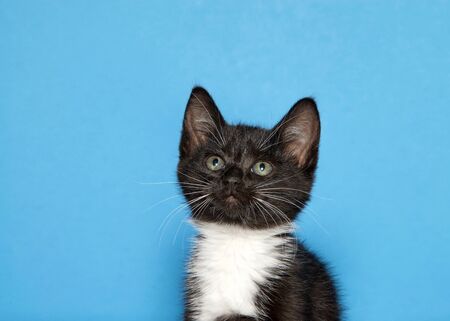 Portrait of a black and white tuxedo kitten looking up to viewers left. Blue background with copy...