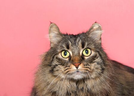 Close up portrait of a very fluffy adorable long haired tabby cat with bright yellow green eyes looking directly at viewer, pink background with copy space.の写真素材