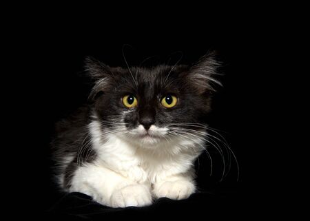 Portrait of a worried looking long haired black and white kitten looking directly at viewer, black background.の写真素材