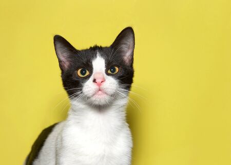 Portrait of an adorable black and white kitten looking directly at viewer. Mustard yellow background.の写真素材