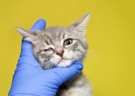Grey and tan tabby kitten with congenital defect of right eye, not fully opened and film membrane...