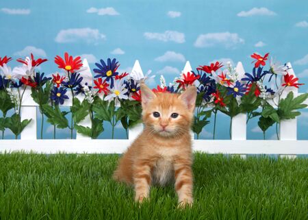 Orange ginger tabby kitten sitting in backyard on green grass with white picket fence red white and blue flowers, sky background with clouds.の写真素材