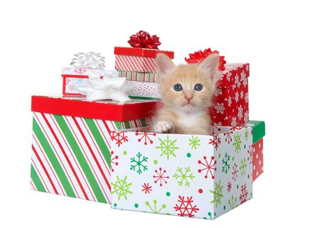 Adorable orange and white tabby kitten sitting in a colorful Christmas present box surrounded by presents looking at viewer. Isolated on white. Animal antics. の写真素材