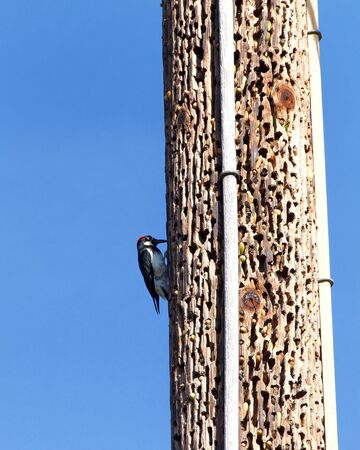 acorn woodpecker pecking on a power line pole inserting acorns. The birds collect acorns in the spring and summer and cram them into holes in trees to use during the winter.の写真素材