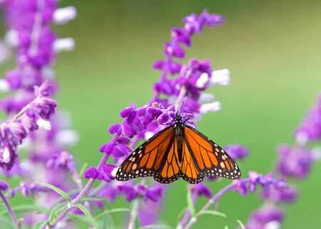 Close up one Monarch butterfly drinking nectar from purple Mexican Sage flowers, shallow depth of field.の写真素材