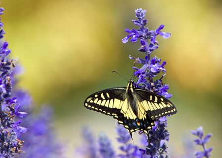 Close up eastern tiger swallowtail butterfly drinking nectar from purple flowers.