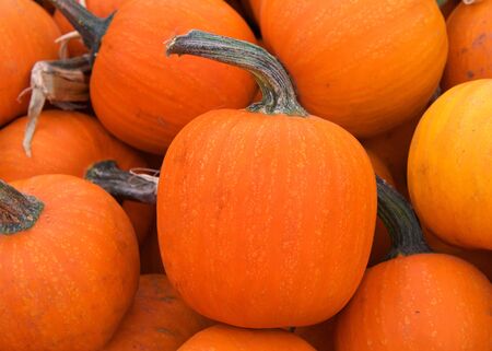 Close up on pile of small orange pumpkins, or bumkins,  freshly picked from the field.の写真素材