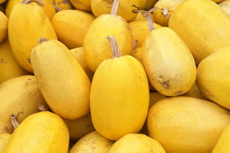 Close up on pile of spaghetti squash freshly picked from the field.This oval yellow squash contains a surprise: a stringy flesh that, when cooked, separates into mild-tasting, spaghetti-like strands.の写真素材