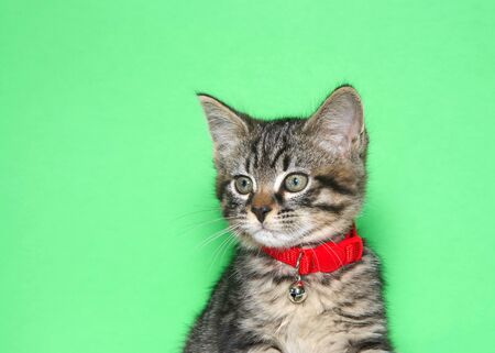 Portrait of an adorable tiny black and gray tabby kitten wearing a bright red collar with bell...